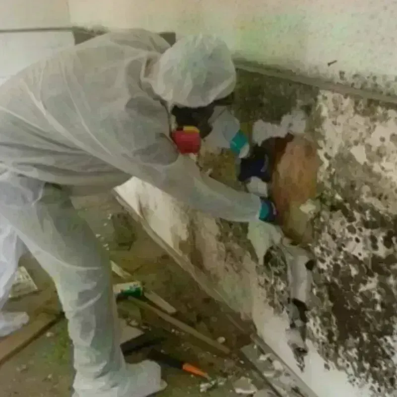 Mold Remediation and Removal in Hopewell, VA